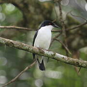 African Shrike-flycatcher