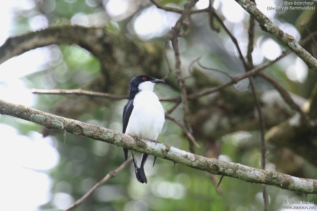 African Shrike-flycatcher male adult