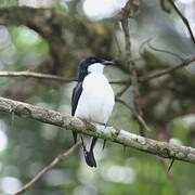 African Shrike-flycatcher