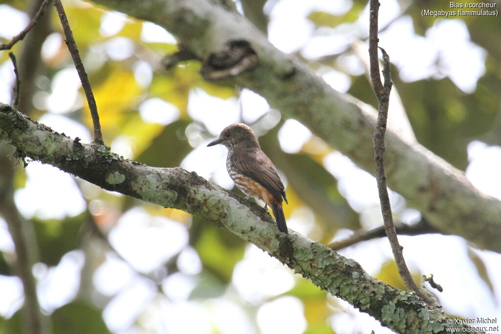 African Shrike-flycatcher female adult