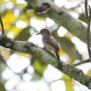 African Shrike-flycatcher