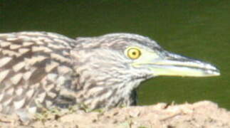 Nankeen Night Heron