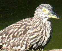 Nankeen Night Heron