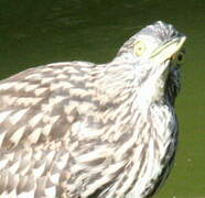 Nankeen Night Heron