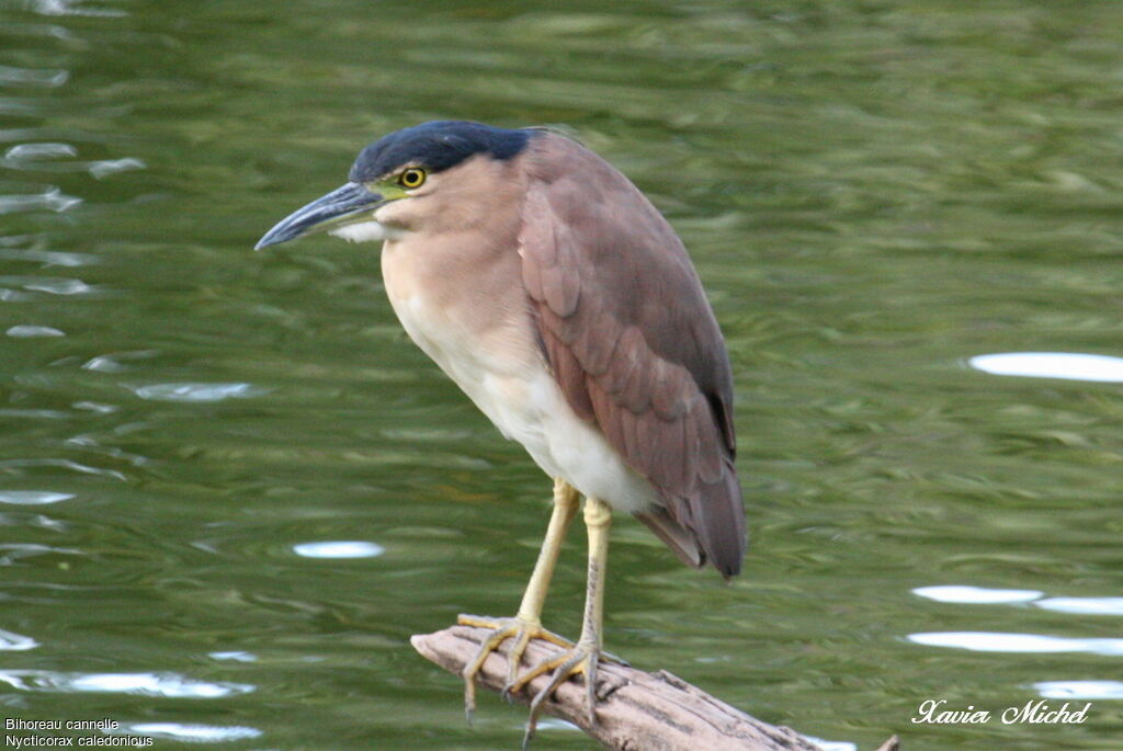 Nankeen Night Heronadult, identification