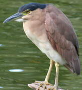 Nankeen Night Heron