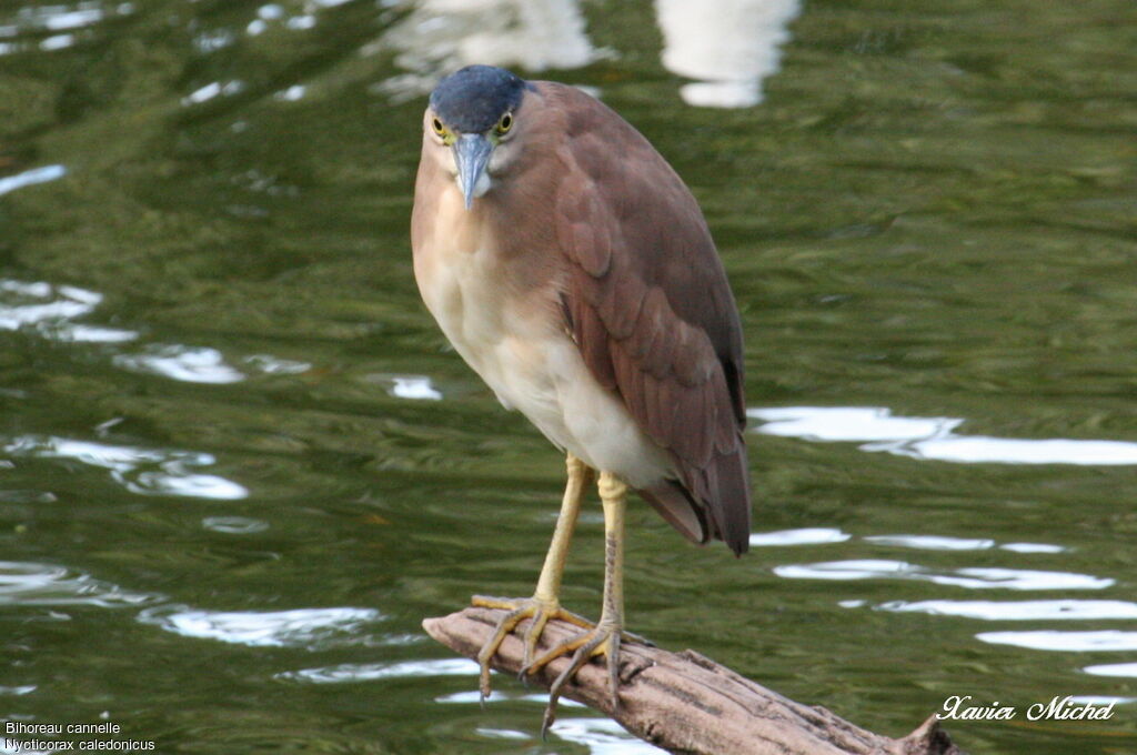 Nankeen Night Heronadult, identification