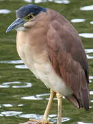 Nankeen Night Heron