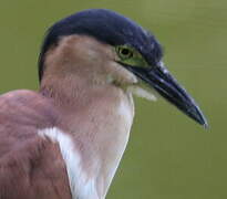 Nankeen Night Heron