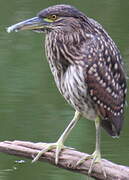 Nankeen Night Heron