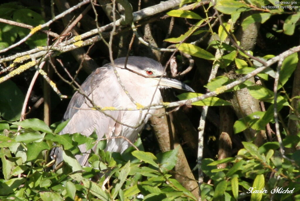 Black-crowned Night Heron