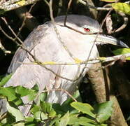 Black-crowned Night Heron