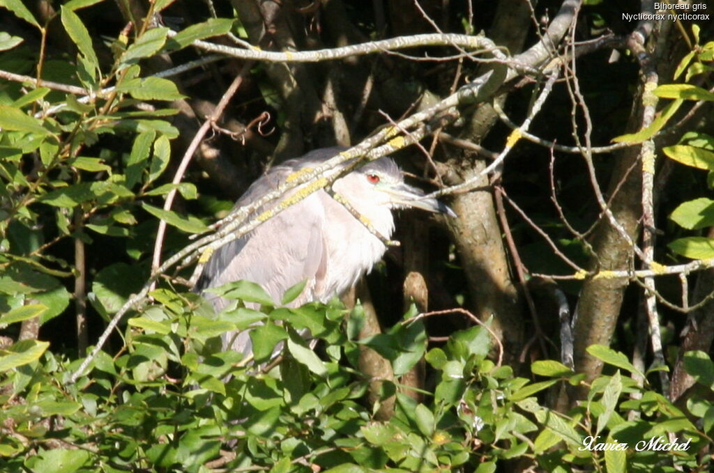 Black-crowned Night Heron