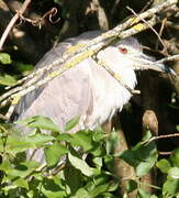 Black-crowned Night Heron