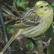 Yellowhammer