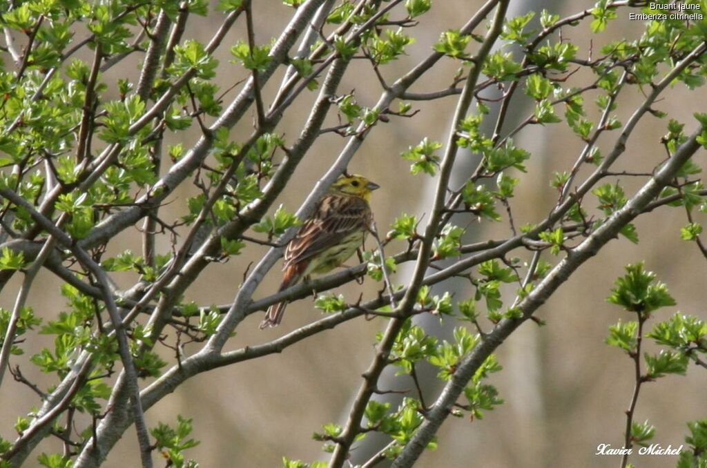 Yellowhammeradult