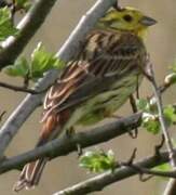 Yellowhammer