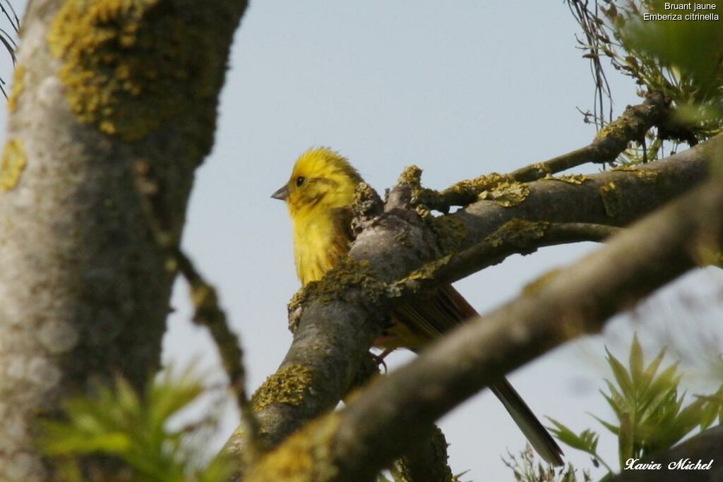 Yellowhammeradult