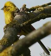 Yellowhammer