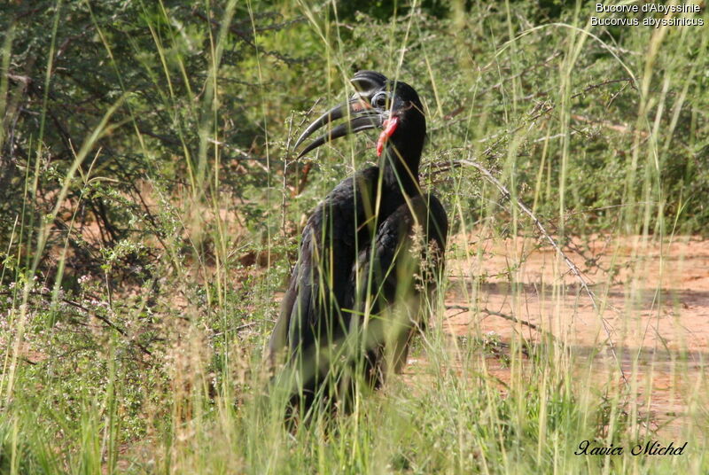 Bucorve d'Abyssinie mâle, identification