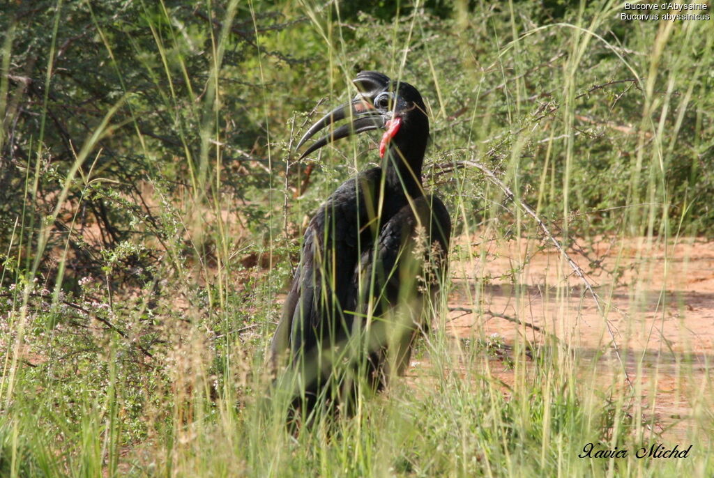 Abyssinian Ground Hornbill male, identification