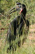 Abyssinian Ground Hornbill