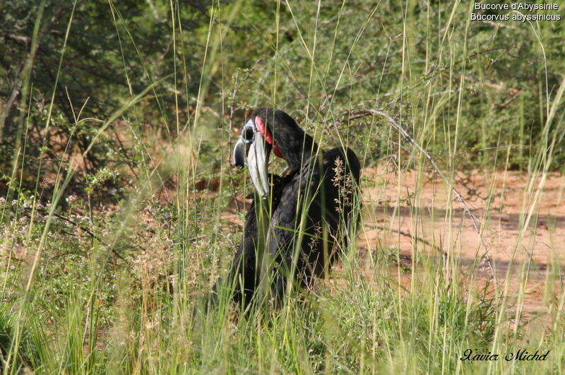 Abyssinian Ground Hornbill male, identification