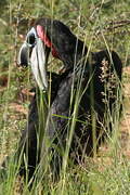 Abyssinian Ground Hornbill