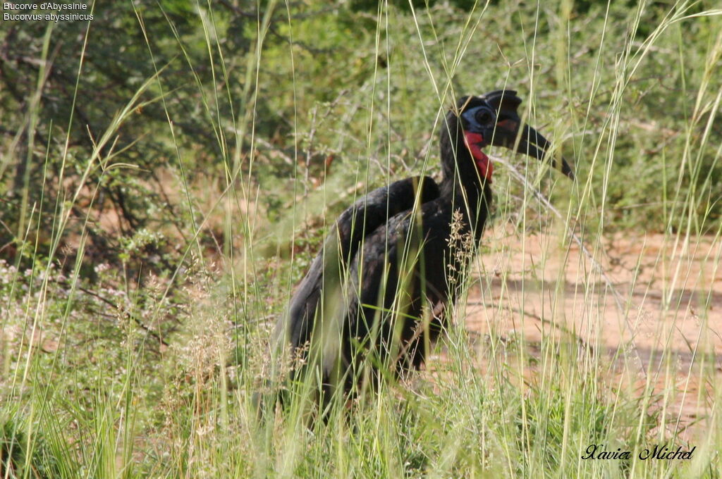 Bucorve d'Abyssinie mâle, identification