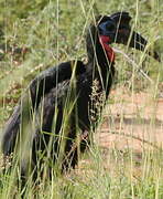 Abyssinian Ground Hornbill