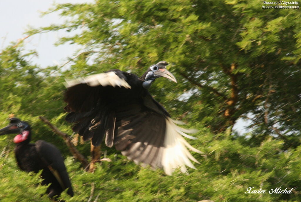 Abyssinian Ground Hornbill female