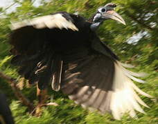 Abyssinian Ground Hornbill