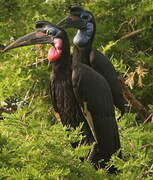 Abyssinian Ground Hornbill