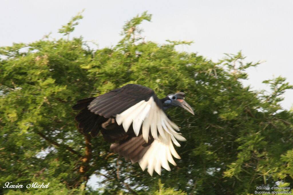 Abyssinian Ground Hornbill female