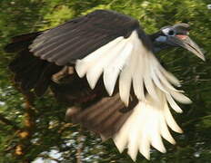 Abyssinian Ground Hornbill