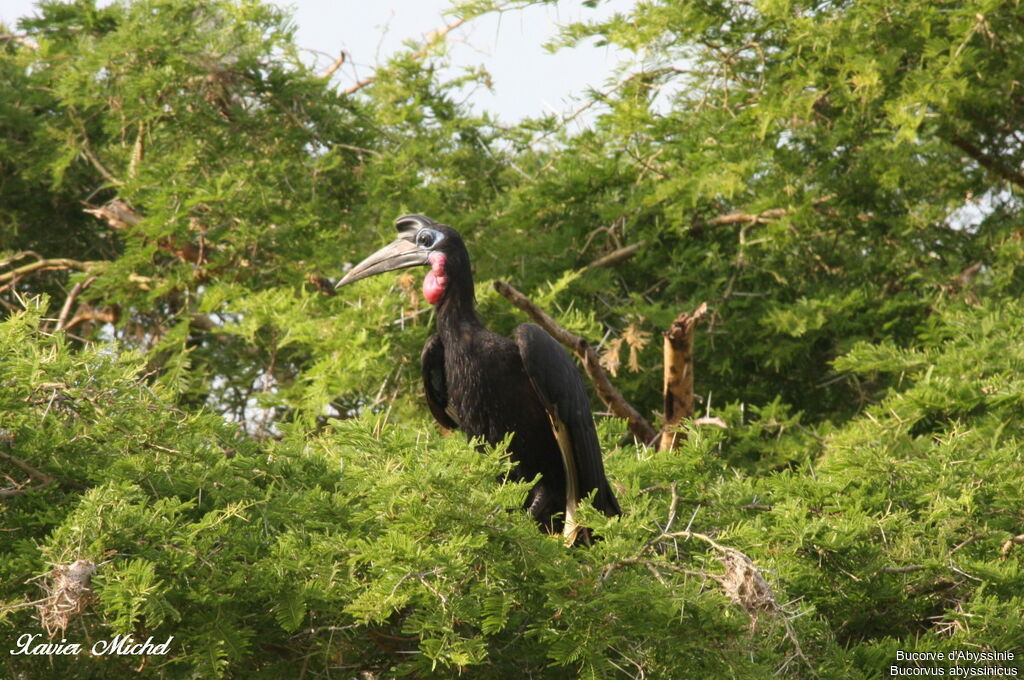 Abyssinian Ground Hornbill male