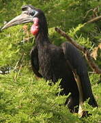 Abyssinian Ground Hornbill