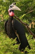 Abyssinian Ground Hornbill