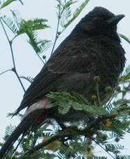 Bulbul à ventre rouge