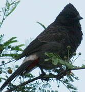 Red-vented Bulbul