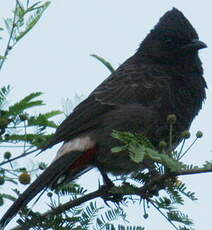 Bulbul à ventre rouge