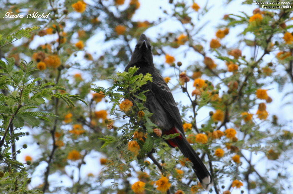 Red-vented Bulbul