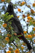 Bulbul à ventre rouge