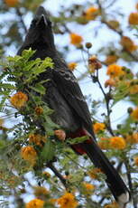 Bulbul à ventre rouge