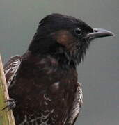 Bulbul à ventre rouge