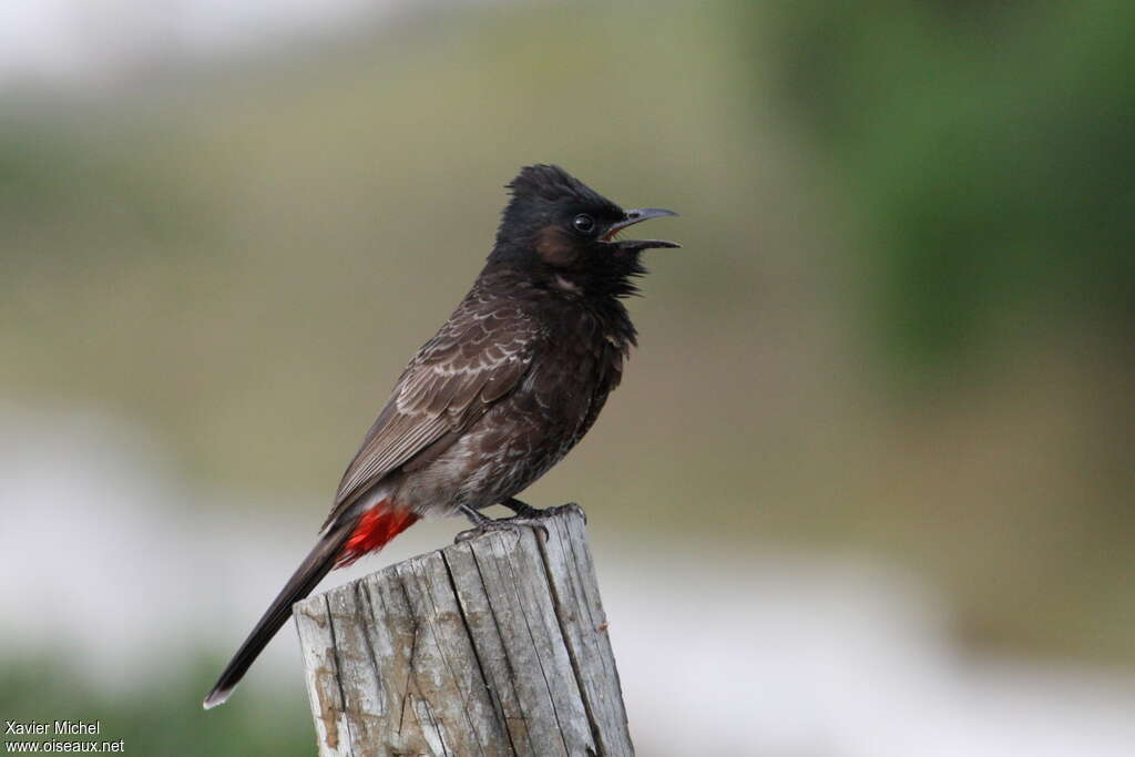 Bulbul à ventre rougeadulte, identification