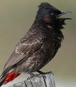 Bulbul à ventre rouge