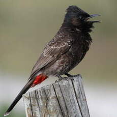 Bulbul à ventre rouge