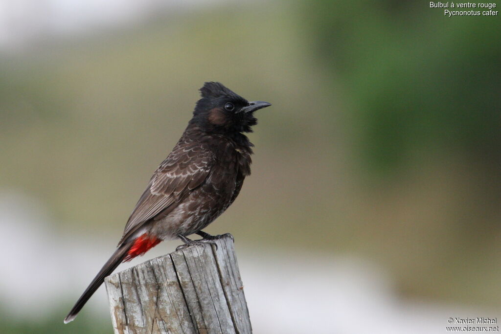 Bulbul à ventre rougeadulte, identification