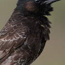 Bulbul à ventre rouge